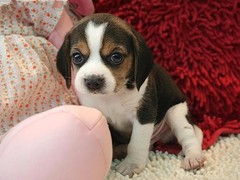 江门附近犬舍