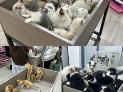 广州博爱犬舍