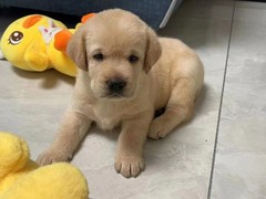 高端名贵犬