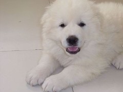 广东退伍兵犬舍