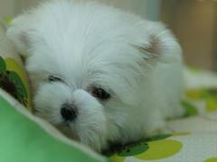 盛诚犬业