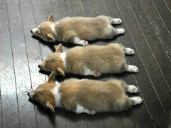 宏大犬业