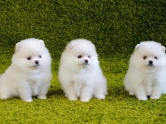 鲁豫犬业