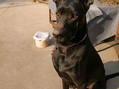 潍坊波兰低地牧羊犬
