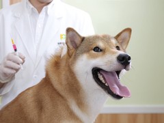 威海宠物猫医院