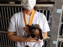 上海青浦区宠物小动物流浪狗流浪猫救助领养收容收养中心站