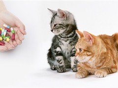 威海宠物猫医院
