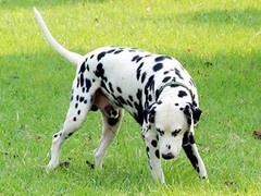 济南犬舍基地