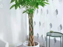 西安希美园林花卉租赁公司