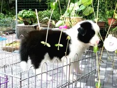 益帆边境犬舍
