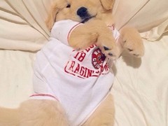 信达猎犬专业养殖基地