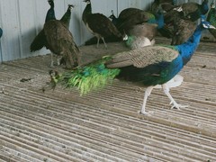 杭州金龙鱼领养