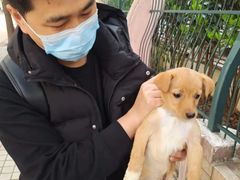 上海浦东新区宠物流浪狗流浪猫小动物救助领养收容收养中心站