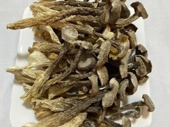 人工种植鹿茸菌价格