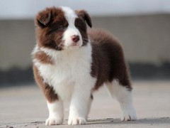 顺琦犬舍