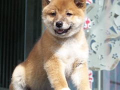 广东真顺犬业
