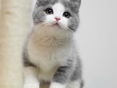 歆瑤貓舍