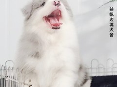 益帆边境犬舍