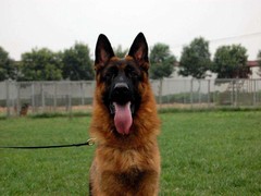 犬舍繁殖基地