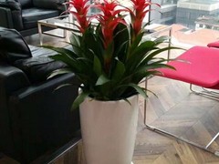 海口滨江鲜花绿植园圃