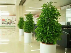 北京綠植花卉租賃租擺