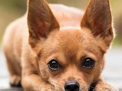 厦门伊比赞猎犬