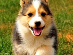 海口伊比赞猎犬