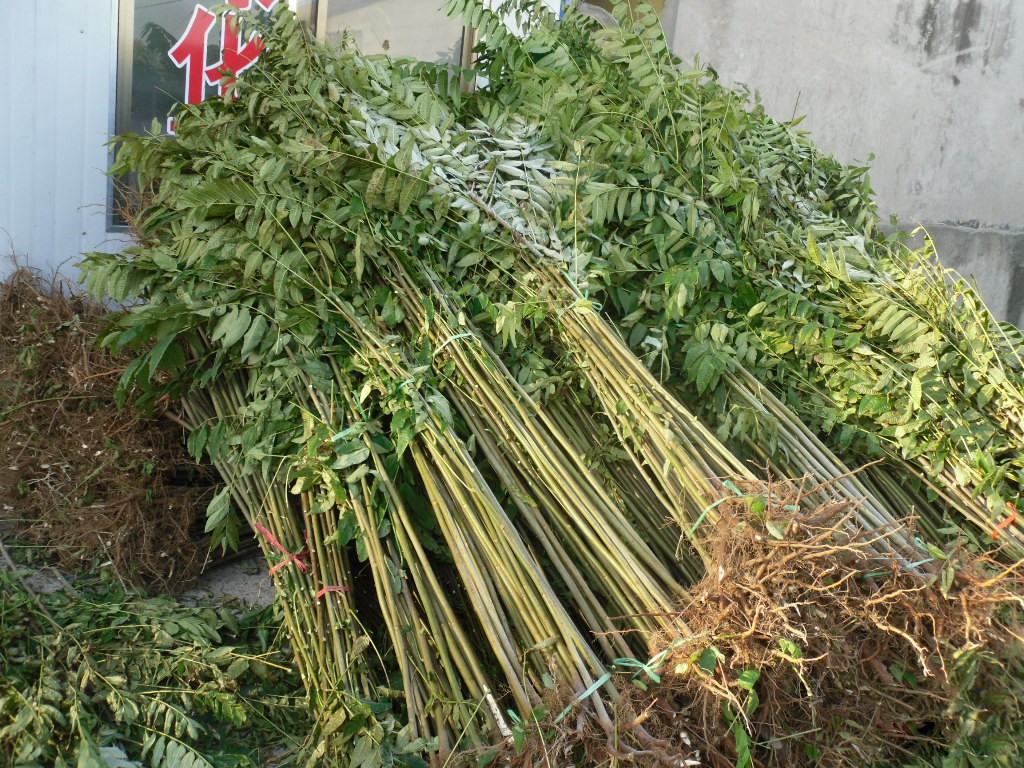 枣树苗