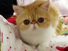 杭州蓝白多少钱