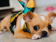 豆豆犬舍