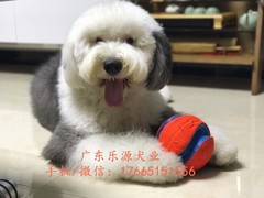 广东退伍兵犬舍