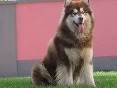 广东退伍兵犬舍