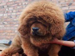 盛诚犬业