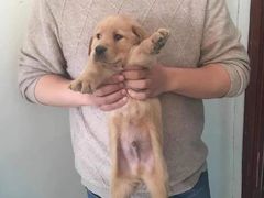 上海市流浪猫流浪狗救助领养站