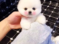 温州威尔士梗