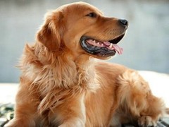 大连切萨皮克海湾寻回犬