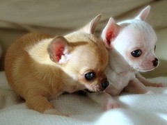 广东嘉尔犬舍