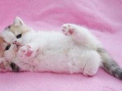 晶滢猫舍