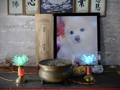 金华浦江宠物火化服务中心