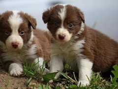绵阳比格猎犬