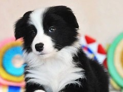 广东铃铛犬舍繁殖基地