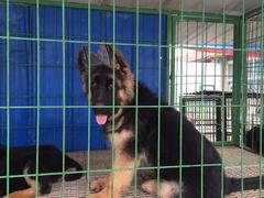 盛诚犬业