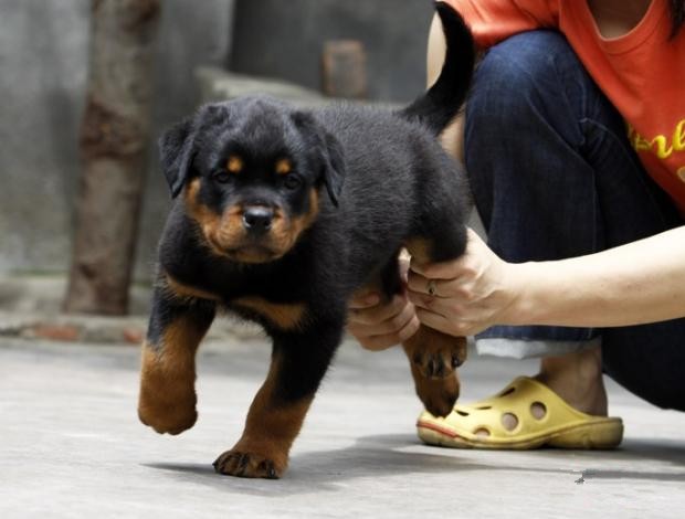 犬舍繁殖基地
