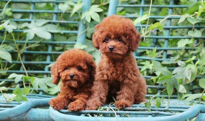 犬舍繁殖基地