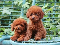 犬舍繁殖基地