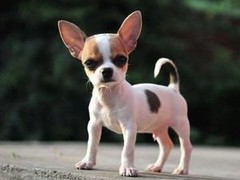 犬舍繁殖基地