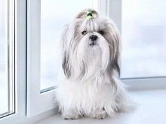 拉萨爱尔兰猎狼犬