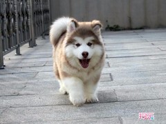 豆豆犬舍