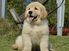 嘉兴弗莱特寻回犬