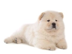唐山英国玩具犬